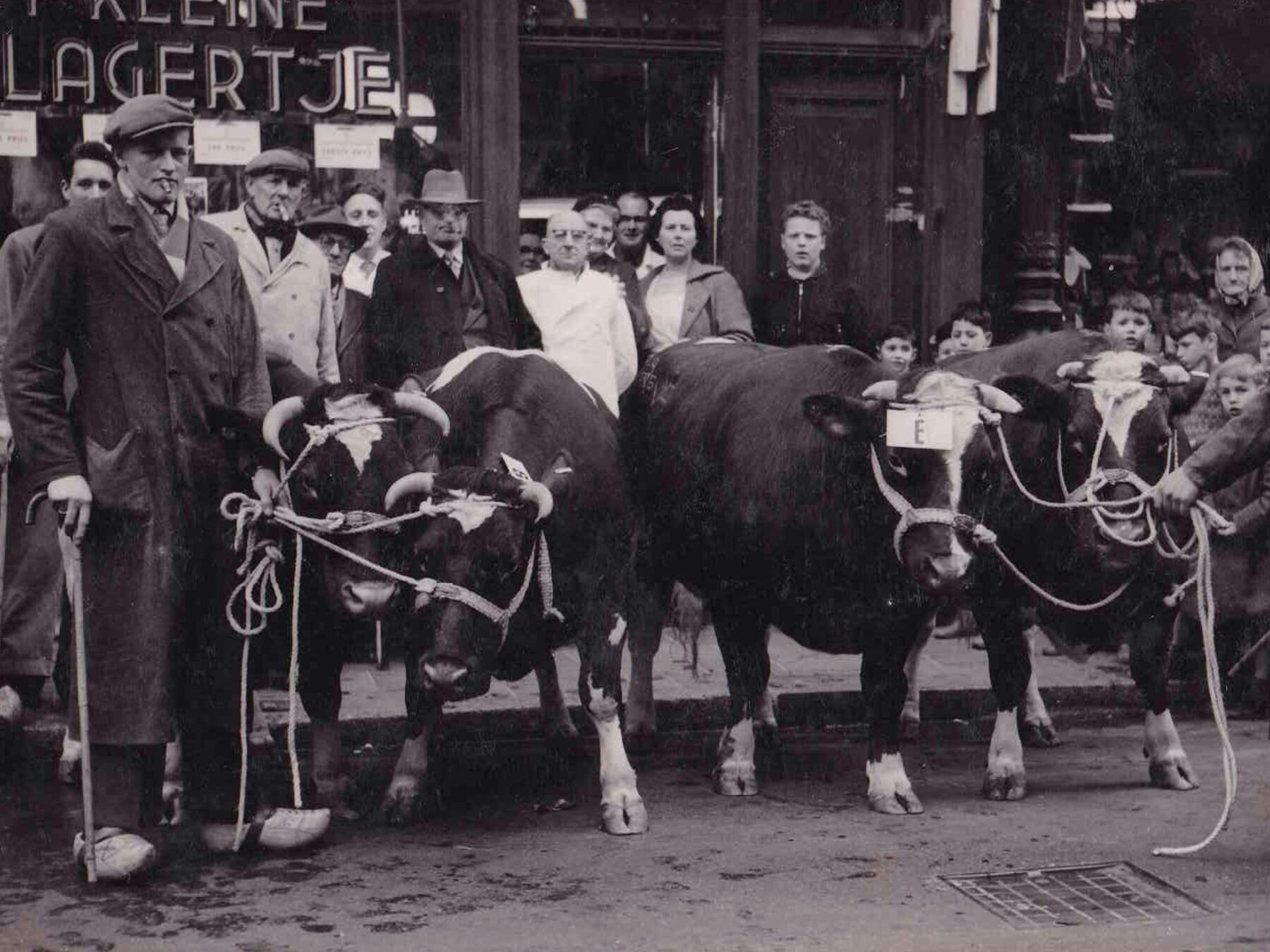 Historische zwart-witfoto van vee voor ’t kleine slagertje op de Zeedijk