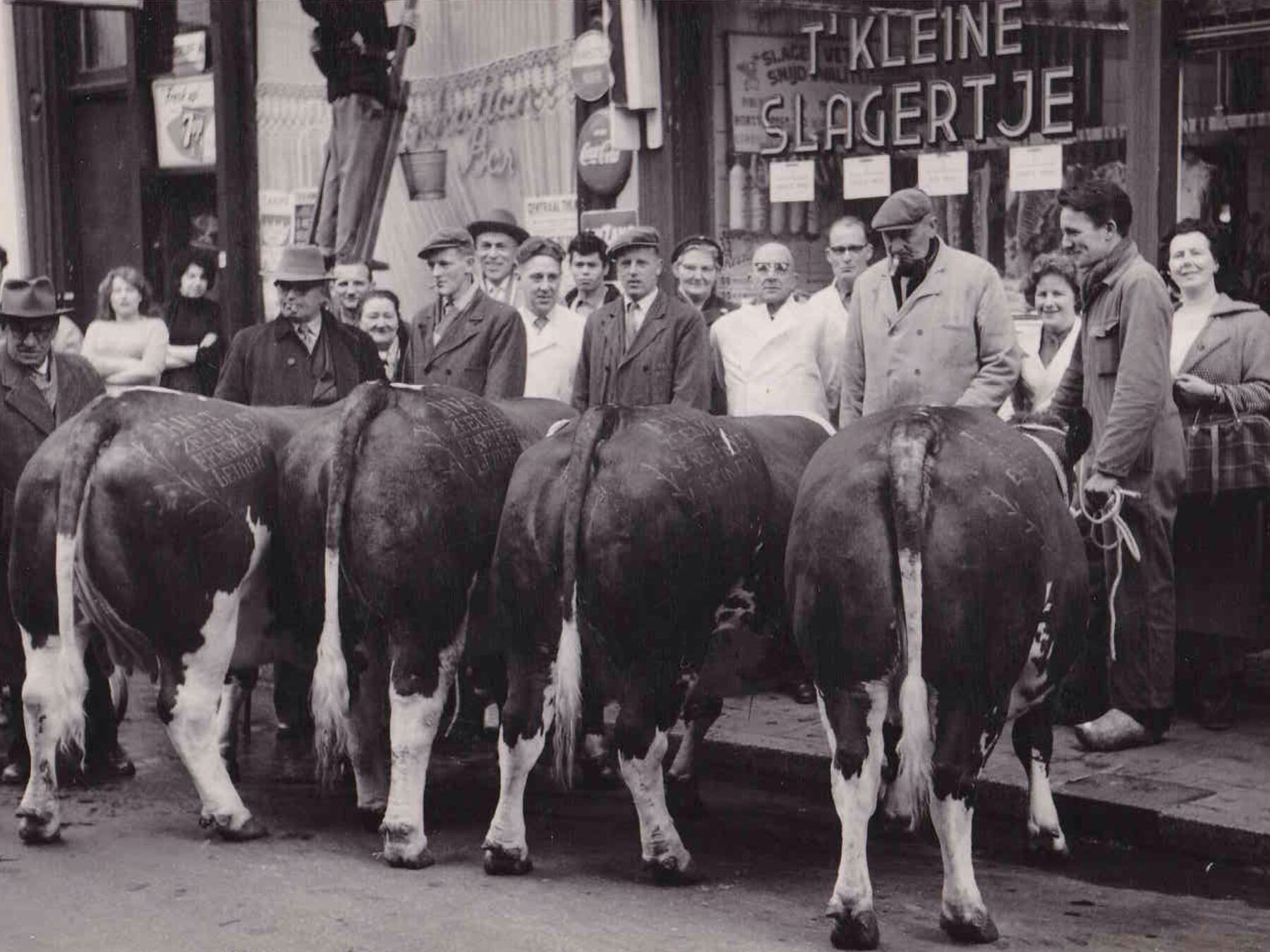 Historische foto van vee voor de slagerij op de Zeedijk